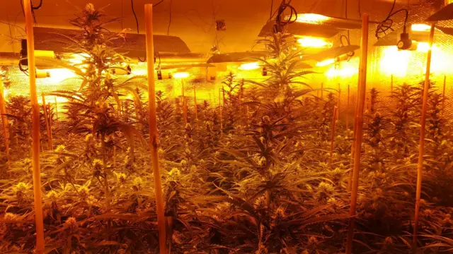 A cannabis farm