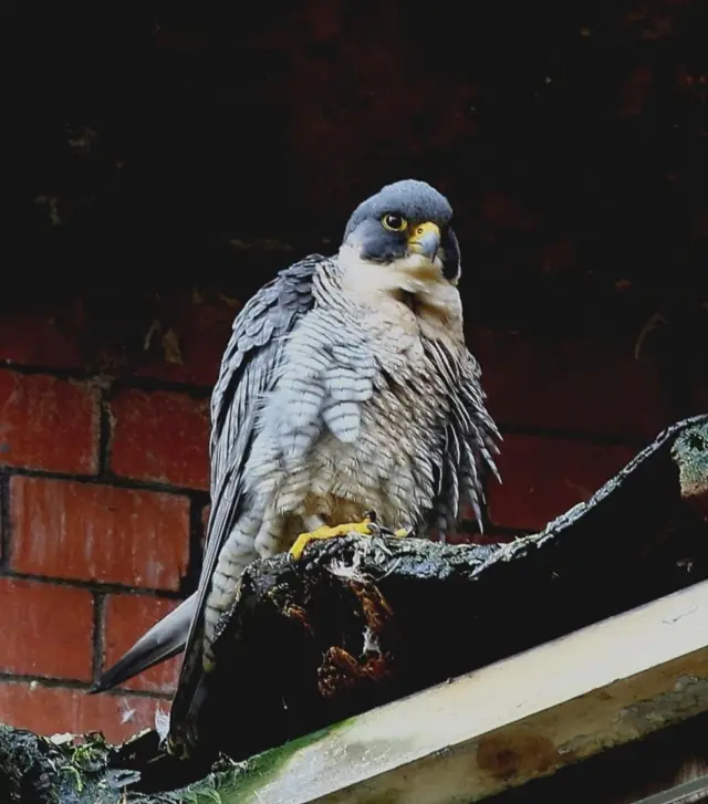 Peregrine falcon