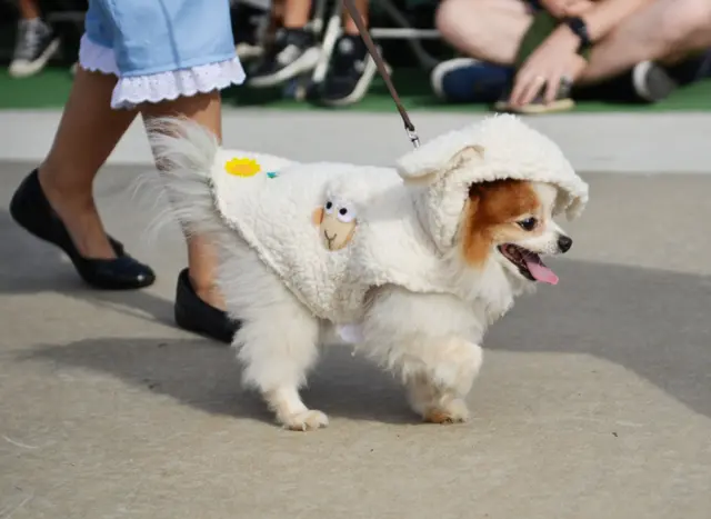 File photo of a Pomeranian