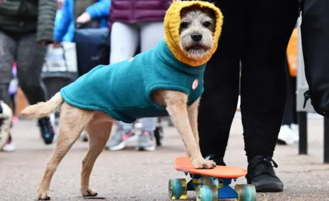 A talented terrier arrives at the venue on a skateboard