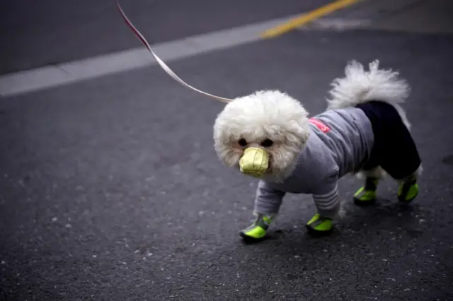 A dog wears a mask in Shanghai, China