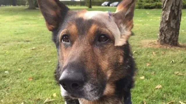 German Shepherd Finn was stabbed in the head and chest after pursuing a suspect in 2016