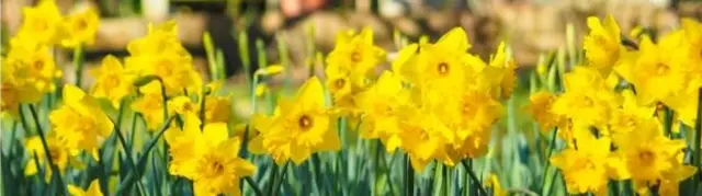 Daffodils