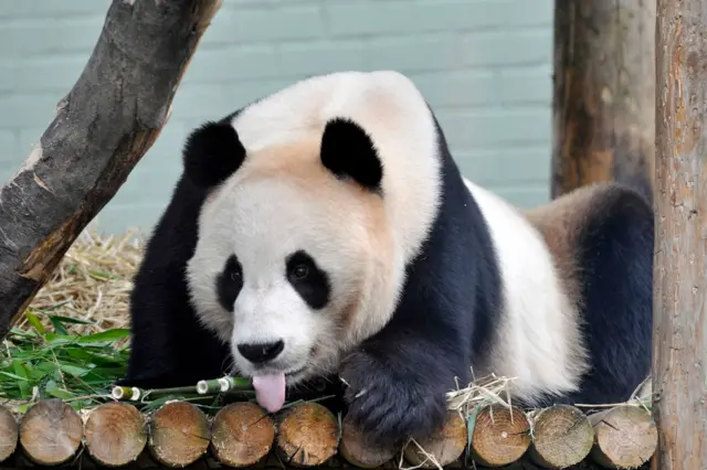 Panda at Edinburgh Zoo