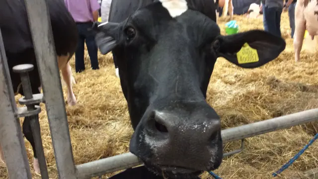 Cow at market