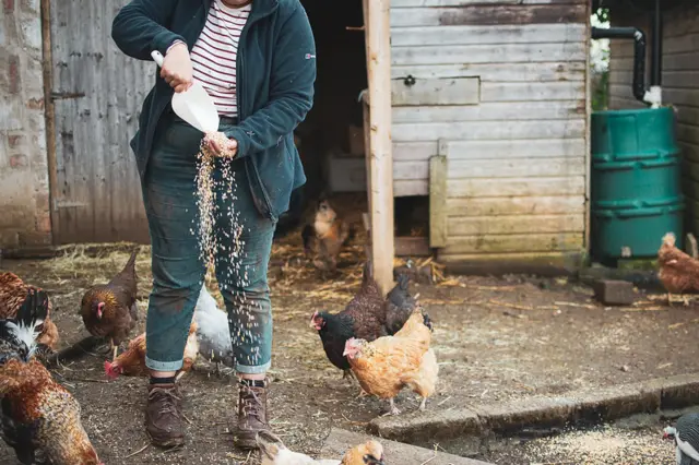 Hens being fed at Bath City Farm