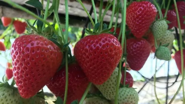 Strawberries on James Porter's farm