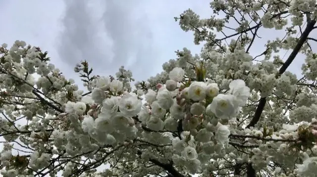 Blossom in Bromsgrove