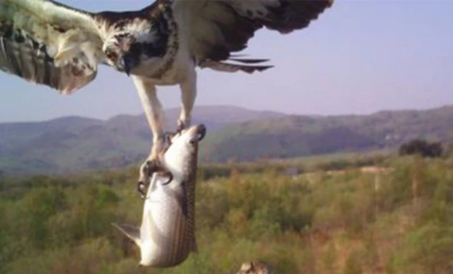 Osprey catches a fish