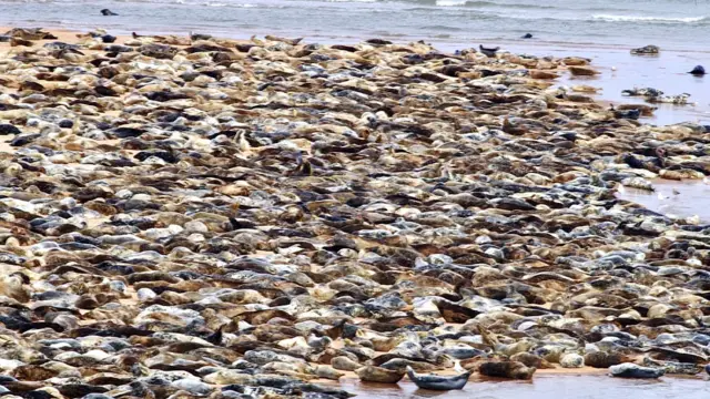 Seals at Forvie