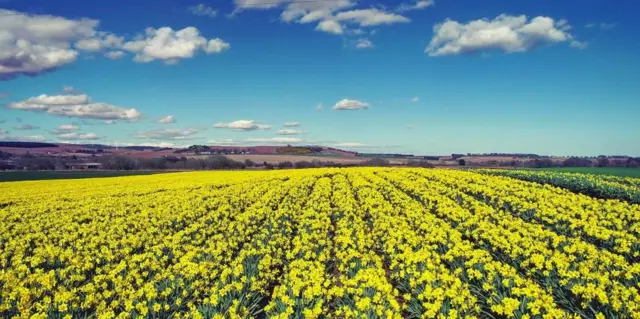 Daffodils