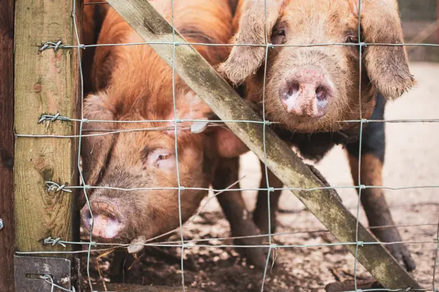 Pigs at Bath City Farm