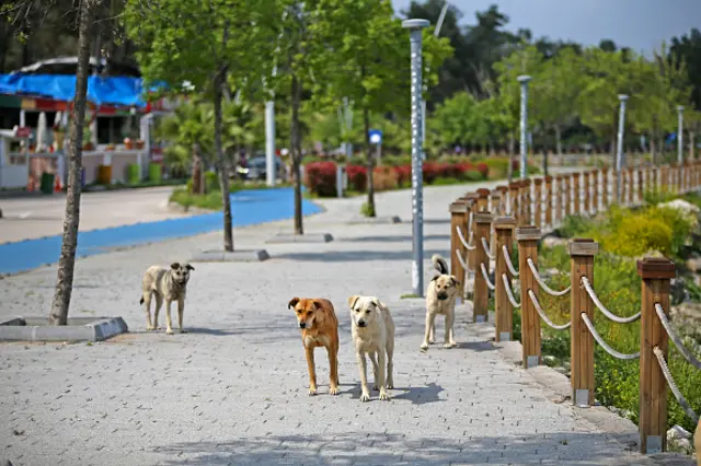 Dogs are seen in empty street along Adnan Menderes Boulevard in Adana, Turkey