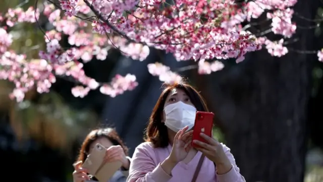 People with face masks and Japanese cherry blossom tree