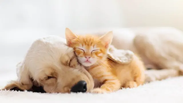 Dog and cat