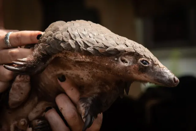 A pangolin