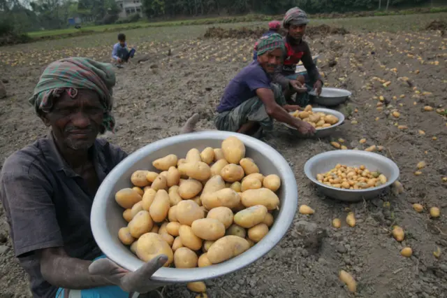 Bangladeshi farmers collecting potato's from a field in Munshigonj outskirts of Dhaka on March 22,