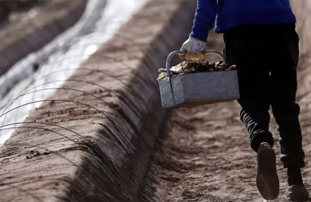 A worker carries freshly picked asparagus at a farm near Frankfurt, Germany