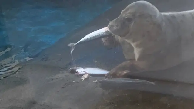 Pebbles the sea pup in the pool with a fish in her mouth