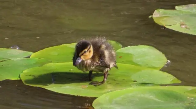 Duck in Halesowen