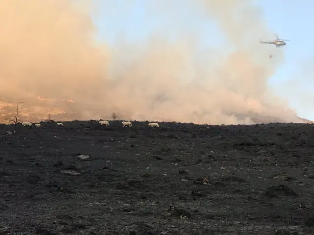 Sheep on burning mountain