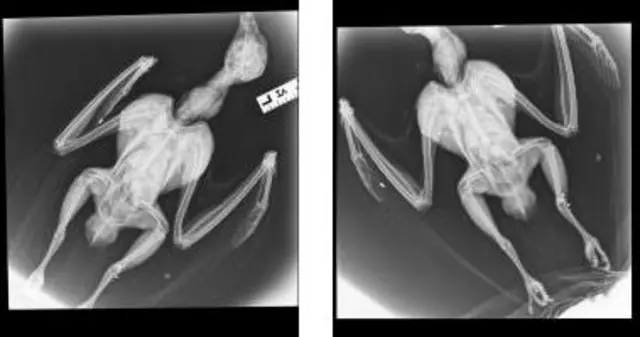 Red kite x-rays