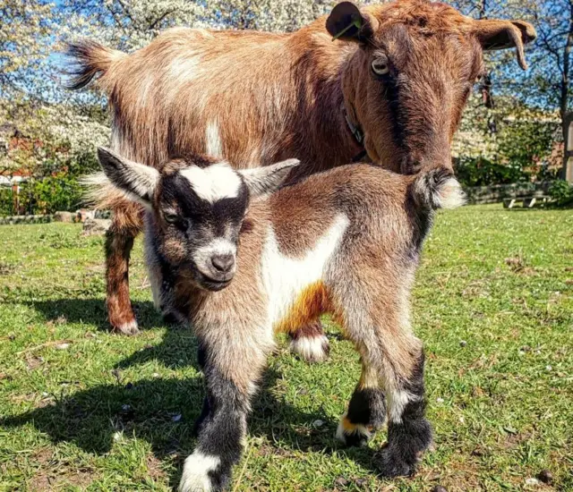 Baby goat and mum