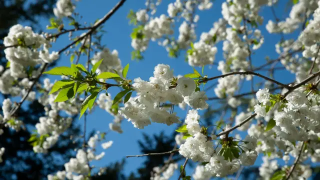 Melton Mowbray blossom