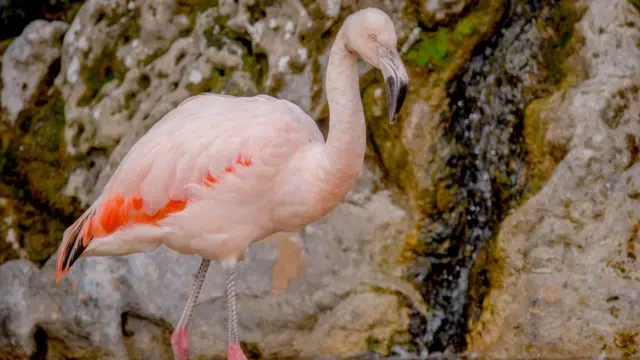 A flamingo