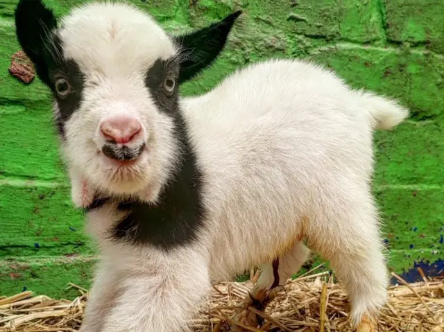 Baby goat