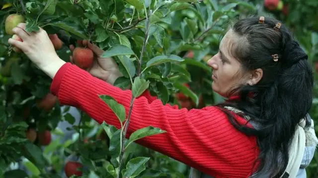 Farm worker picking apples