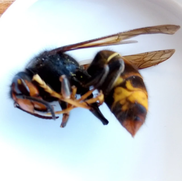 The Asian hornet queen caught, lying in white dish