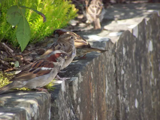 Birds on a wall