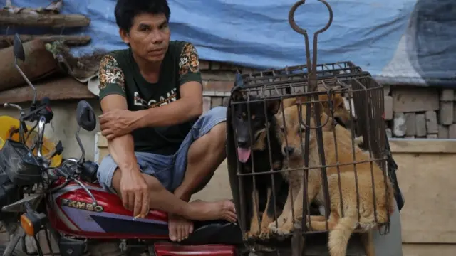 Dogs in a cage