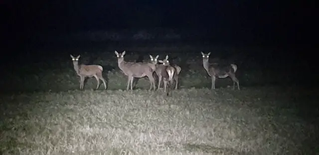 Deer at Bradgate Park