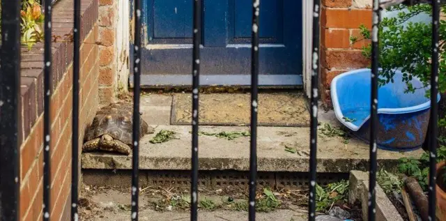 Tortoise on doorstep