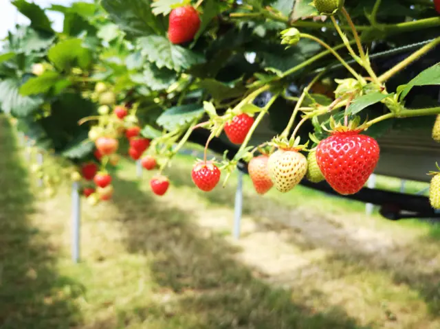 strawberries