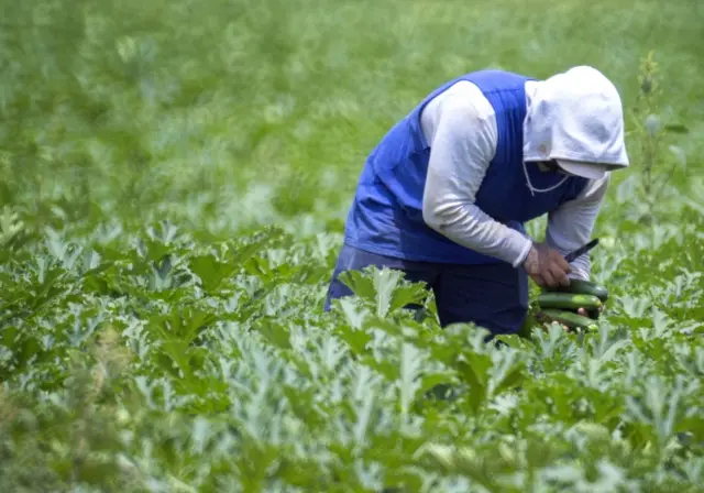 A worker harvest a crop in Florida City, Florida, USA, 16 April 2020