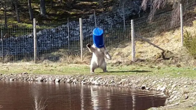 Polar bear Hamish