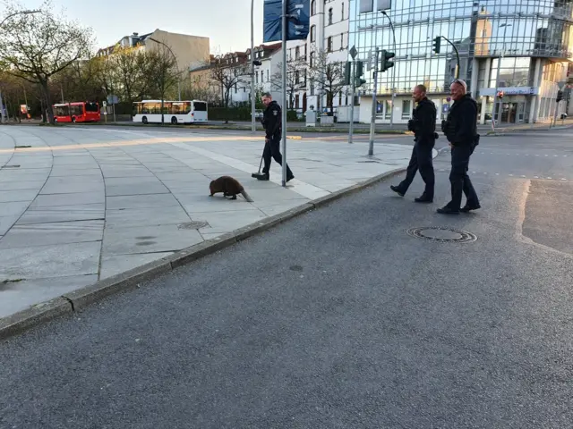 A Beaver strolling through Berlin