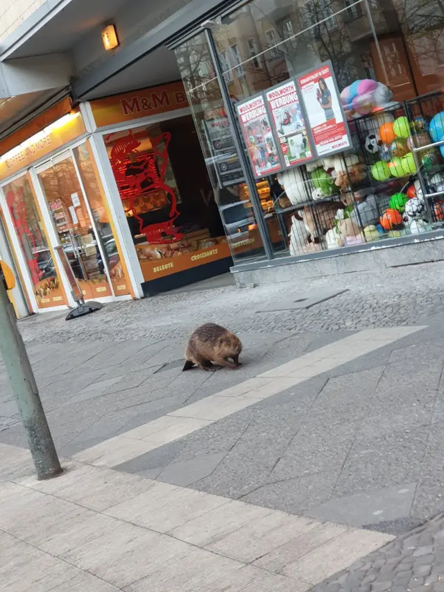 A Beaver strolling through Berlin