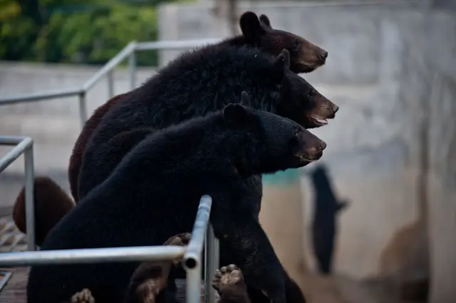 Bears are seen at one of the traditional Chinese medicine company Guizhentang's controversial bear bile farms in 2012