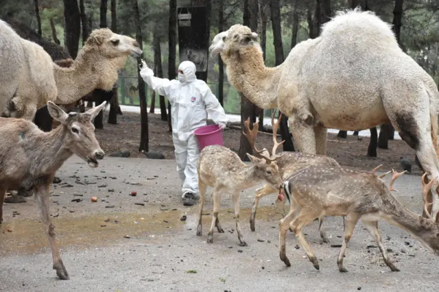 A zookeeper wearing a protective suit feeds camels and deers in Turkey