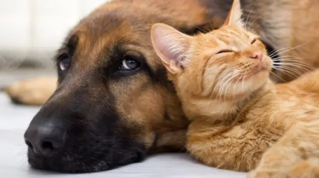 A dog and cat