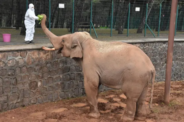 A zookeeper wears a protective suit and feeds an elephant