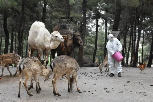 A zookeeper wearing a protective suit feeds camels and deers