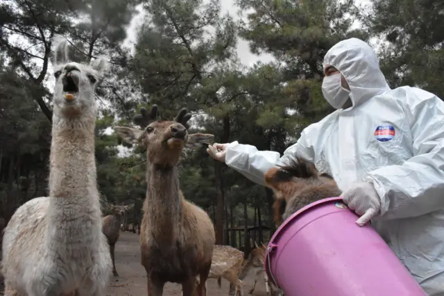 A zookeeper wearing a protective suit feeds camels and deers