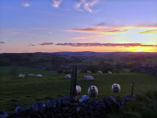 Sheep worrying Derbyshire Police