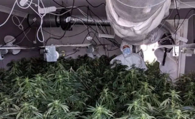 Cannabis plants found in raid