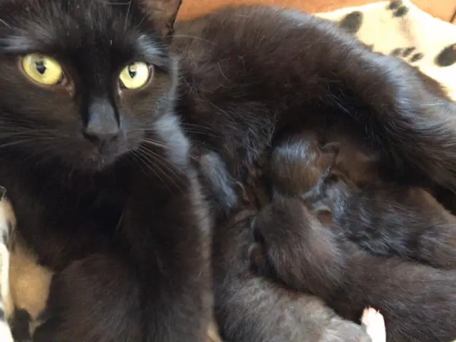 Puma and her kittens